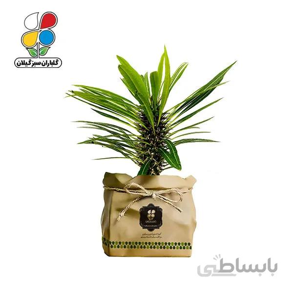 گیاه طبیعی نخل ماداگاسکار گلباران سبز گیلان مدل GN12-19K