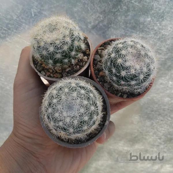 مامیلاریا کاندیدا
