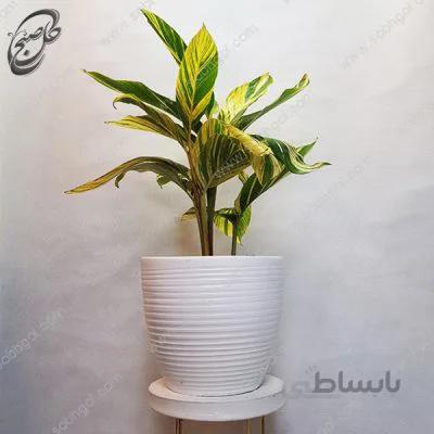 سفارش گل آنلاین – مارانتا طلایی طرح M-050