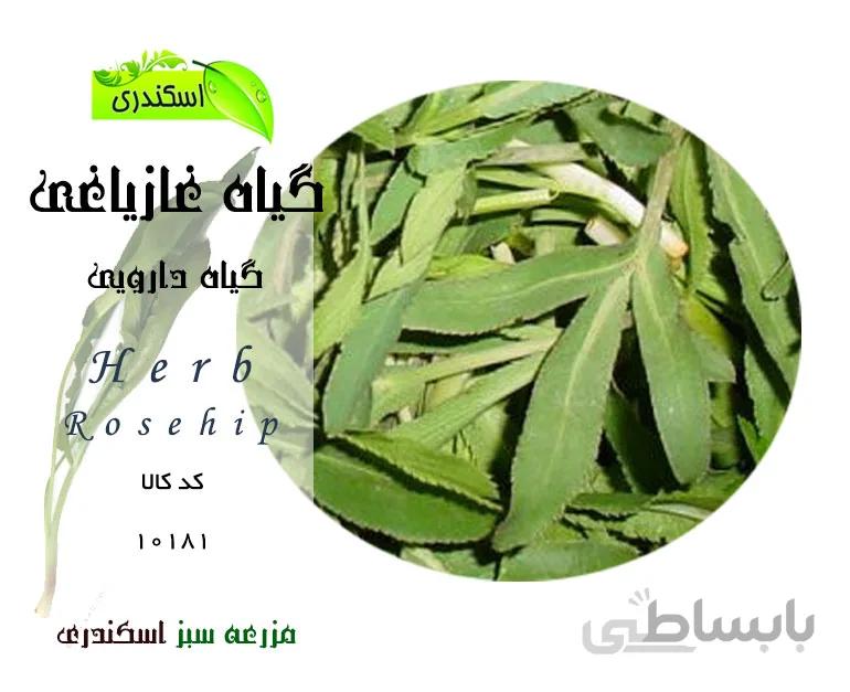 گیاه غزیاقی