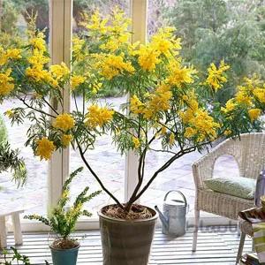 بذر درخت آکاسیا dealbata ا Acacia dealbata