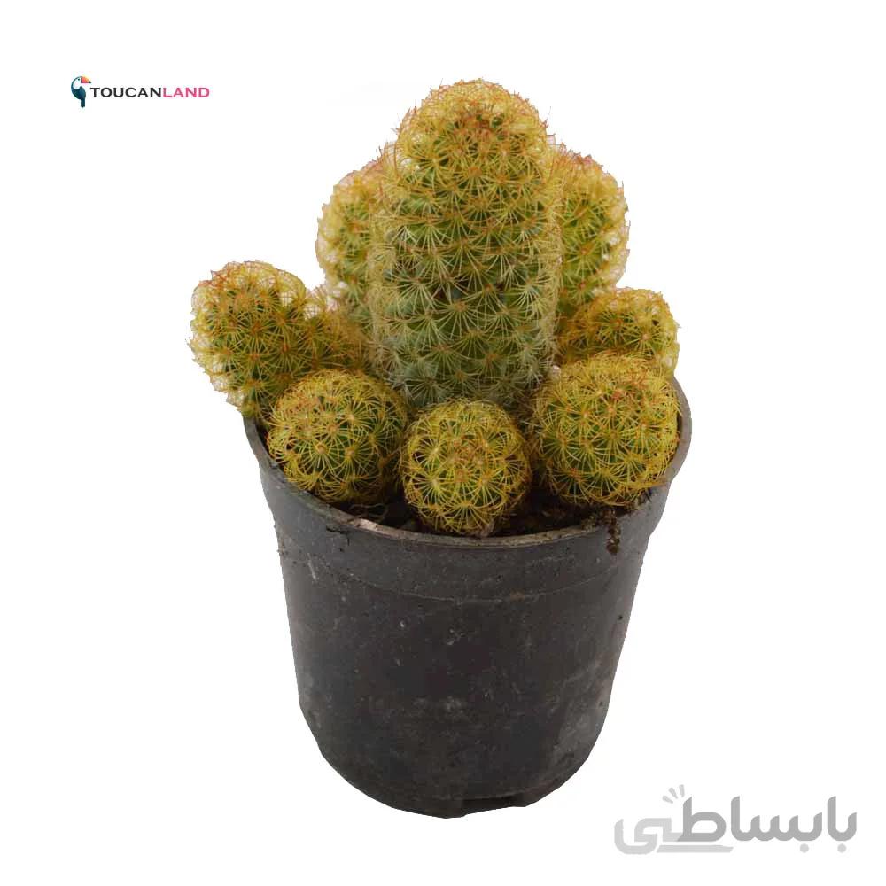 مامیلاریا الانگاتا