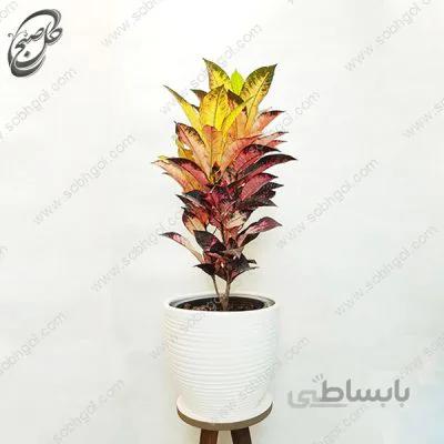 سفارش گل آنلاین – کروتون پرتغالی طرح C-013
