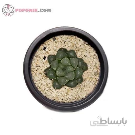 هاورتیا کوپری