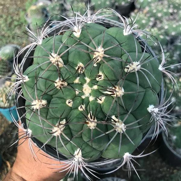 کاکتوس ژمینو بروچی گلدان 14