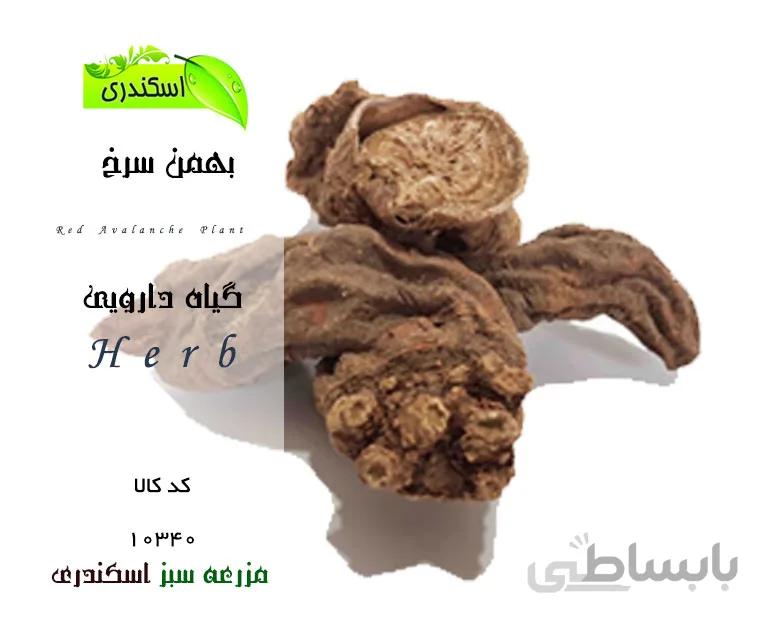 گیاه بهمن سرخ