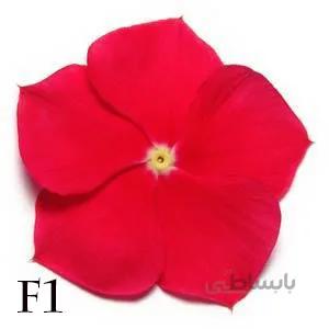 بذر گل پریوش xp really red