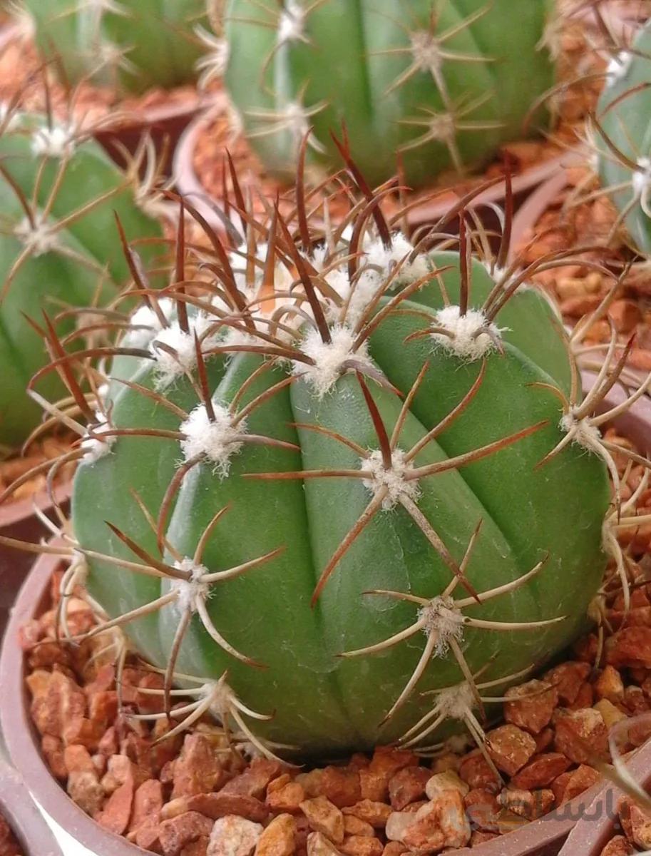 ملوکاکتوس کله قرمز | Melocactus
