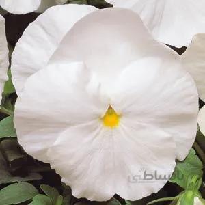 بذر گل بنفشه سفید گلدرشت ایرانی ا Pansy white