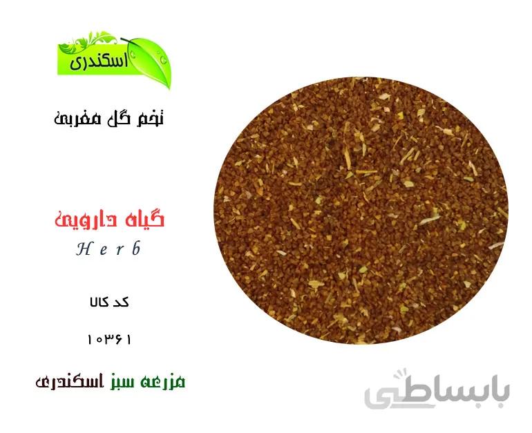 تخم گل مغربی