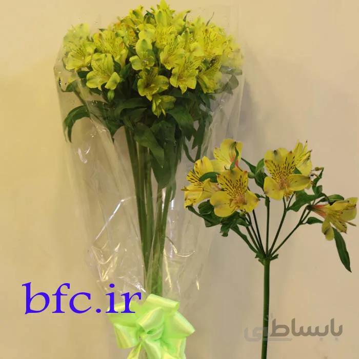 آلسترومریا