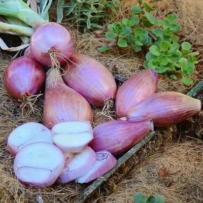 بذر موسیر کد 879848