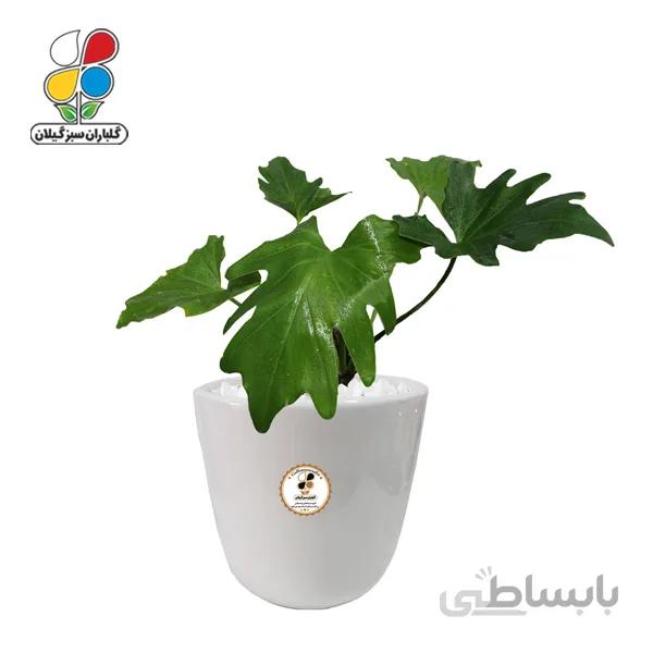 گیاه طبیعی برگ انجیری متوسط گلباران
