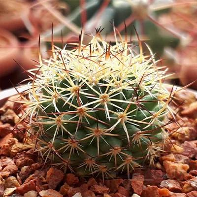 کاکتوس مامیلاریا تیغ طلائی بسیار خاص (گلدان6)