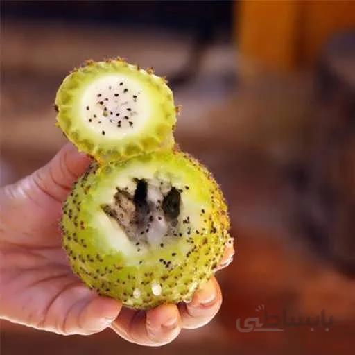 بذر میوه کوپایو