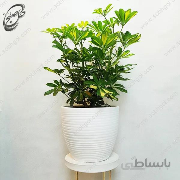 سفارش گل آنلاین – شفلرا SH-015