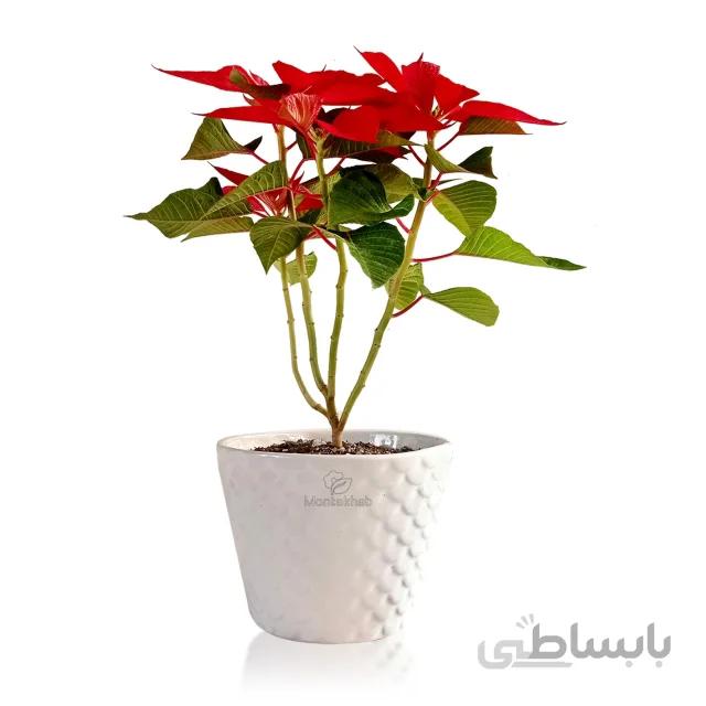 گیاه آپارتمانی بنت القنسول