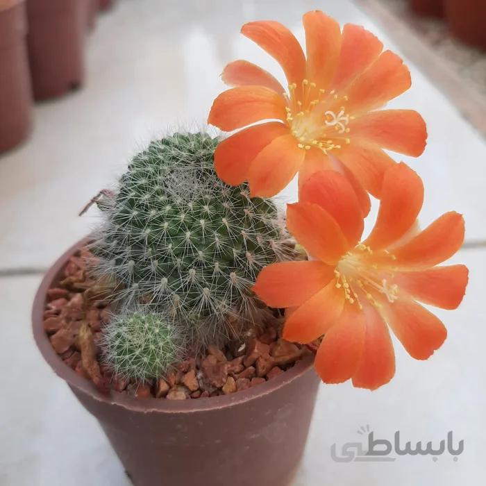 ریبوتیا بسیار خاص