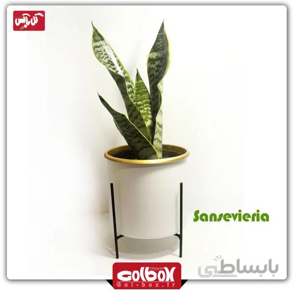 گیاه سانسوریا امریکن