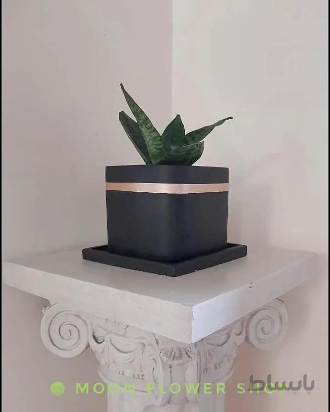 سانسوریا پاکوتاه سبز همراه با گلدان بتنی طرح هانا ا Miniature green sanseveria