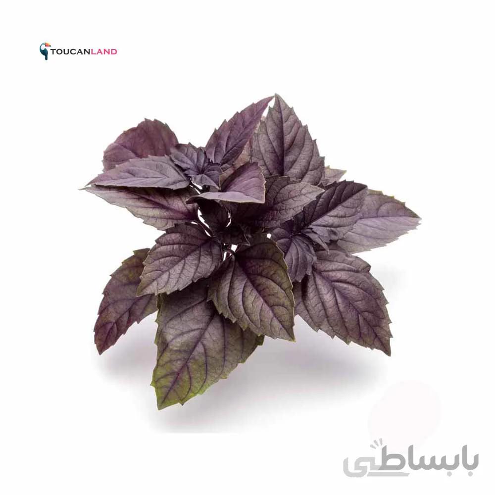 بذر ریحان بنفش کد 331318
