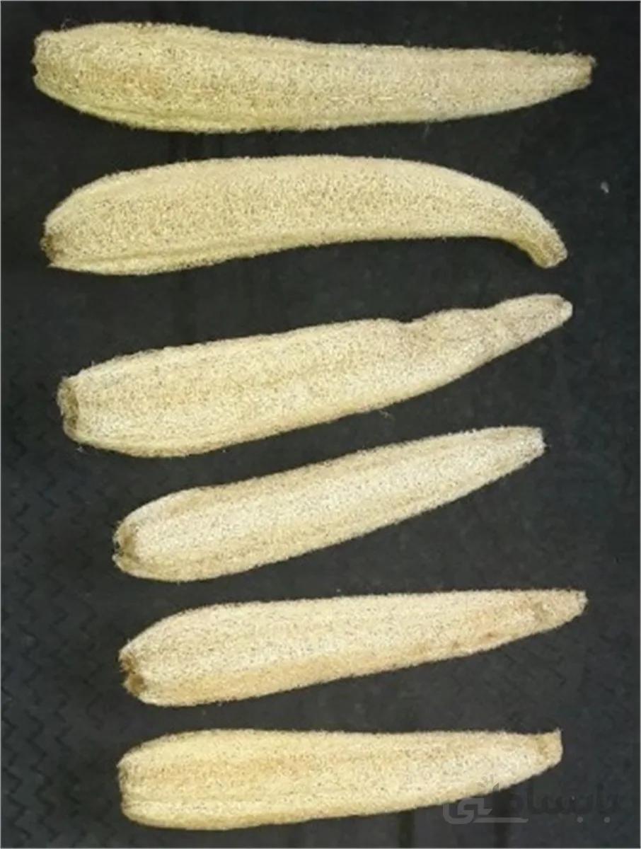اسفنج لوفا ا Luffa sponges
