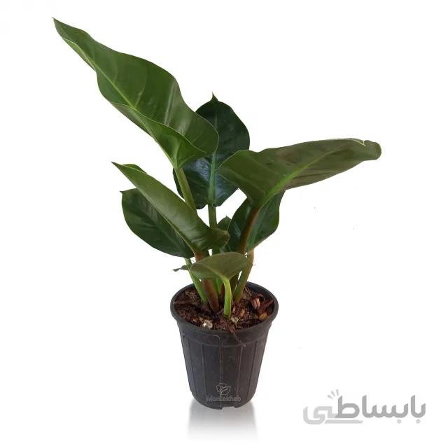 گیاه آپارتمانی فیلودندرون سبز ارتفاع 55 سانتی متر