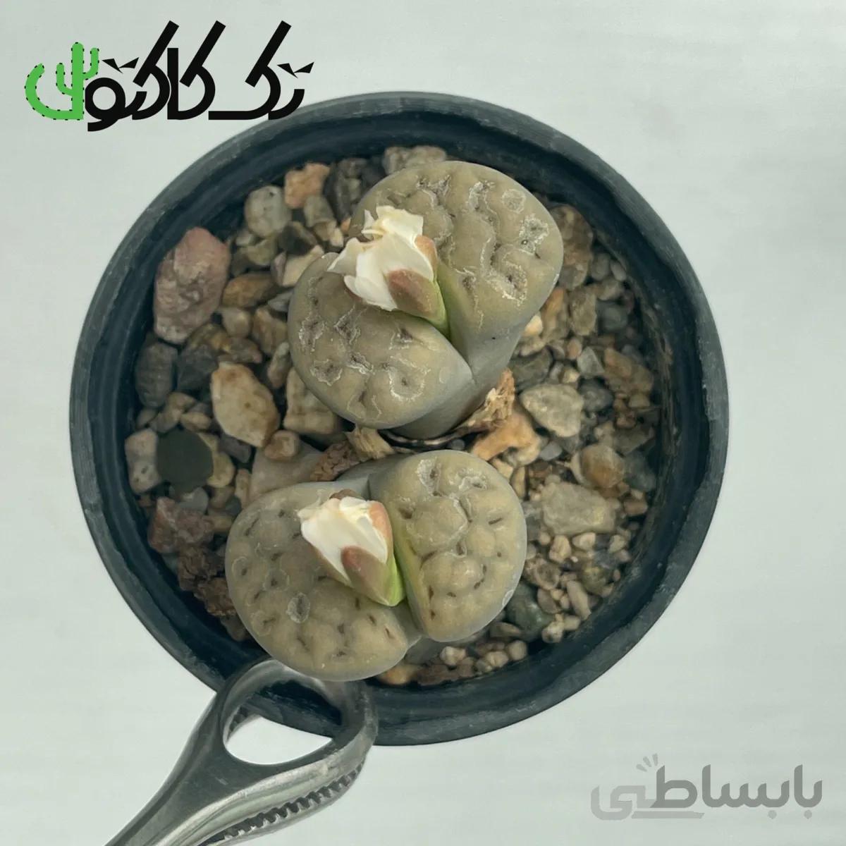 لیتوپس L0008061