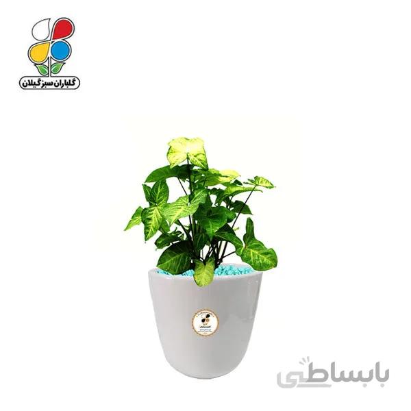 گیاه طبیعی سینگونیوم کوچک