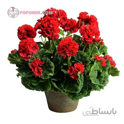 بذر گل شمعدانی قرمز پر رنگ