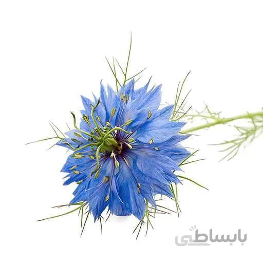 بذر گل سیاهدانه گلبرگ دوتایی