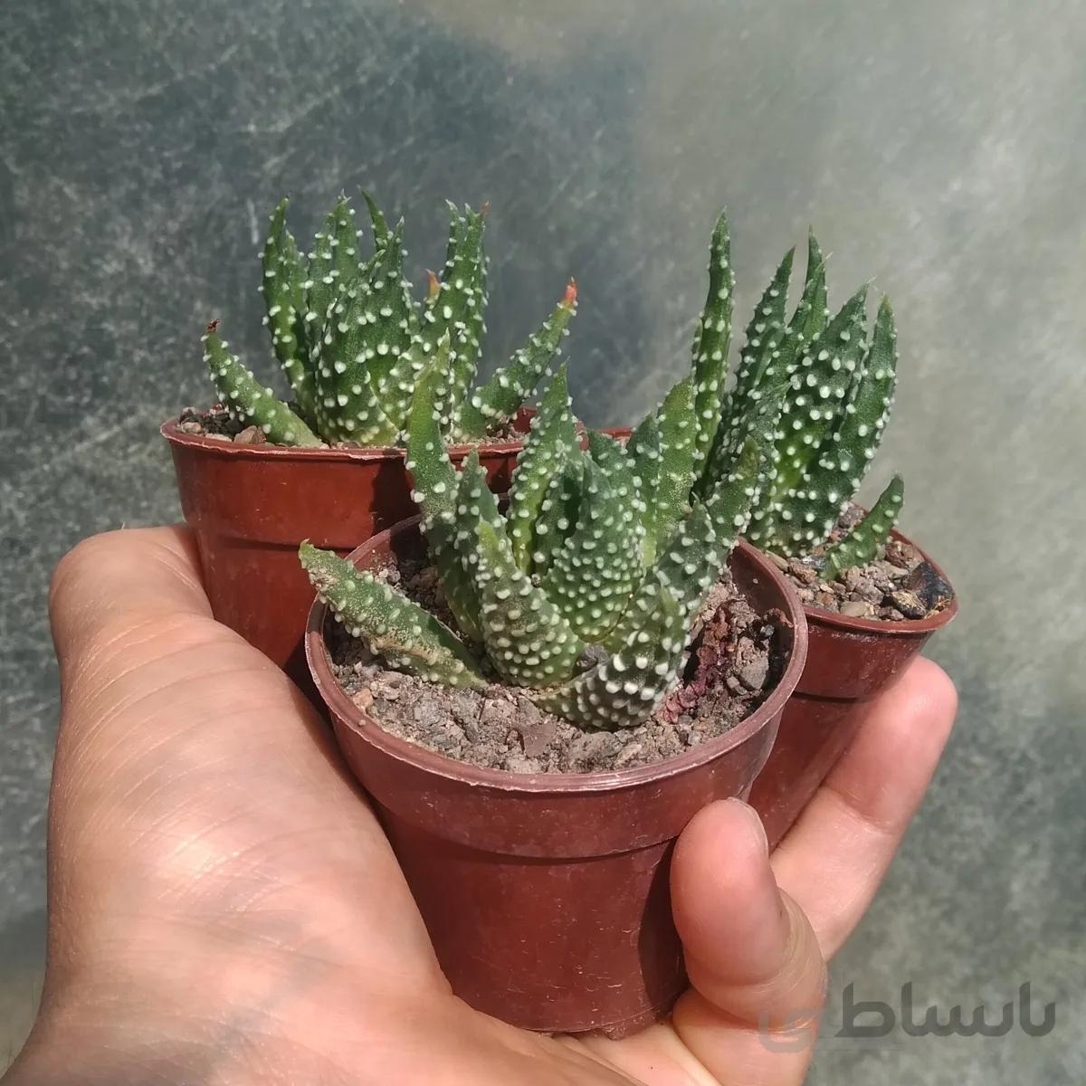 هاورتیا پومیلا