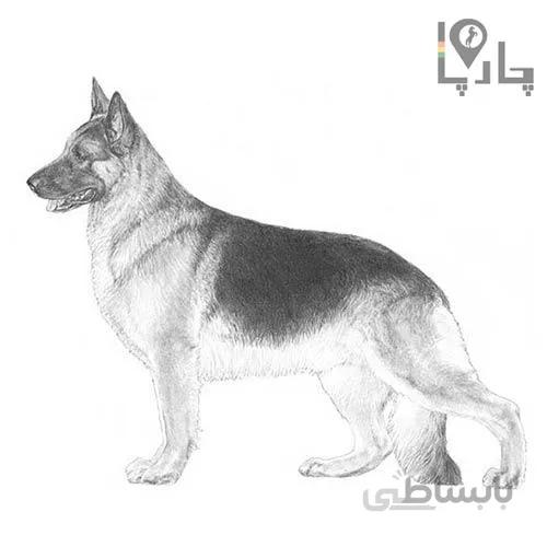 تشخیص نوع نژاد سگ