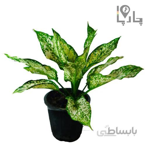 گیاه آپارتمانی آگلونما سفید برزیلی