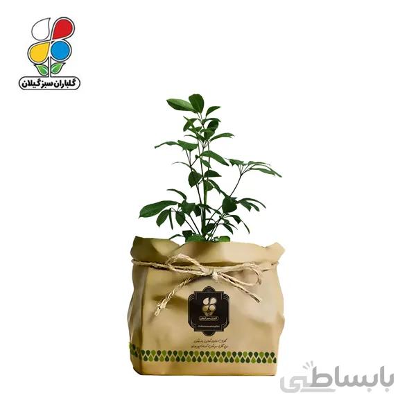 گیاه طبیعی شفلرا آمیت گلباران