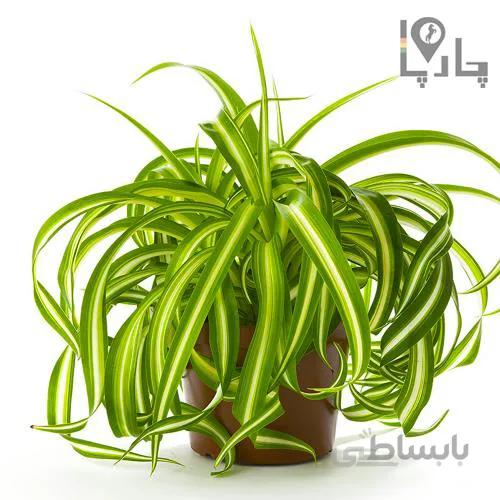 گل گندمی