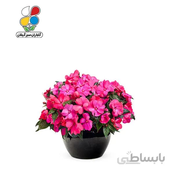 بذر گل حنایی بسته 3 عددی مدل GPSF7L