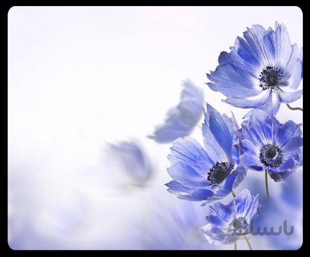 پوستر گل سه بعدی 035