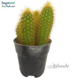 کاکتوس وبرو سرئوس جانسونی عمده فروشی