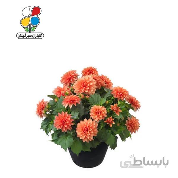 بذر گل کوکب الوان بسته بندی بزرگ مدل GPSF7L
