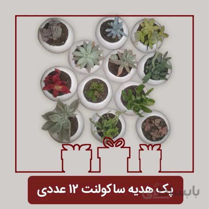 پک هدیه ساکولنت 12 عددی