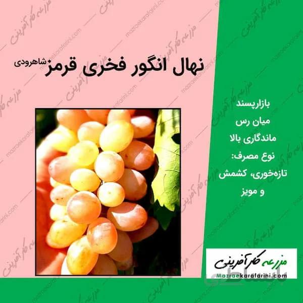نهال گلدانی انگور فخری قرمز شاهرودی