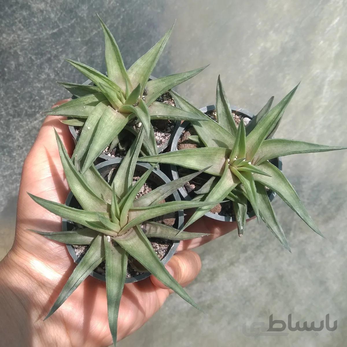 هاورتیا فسفری