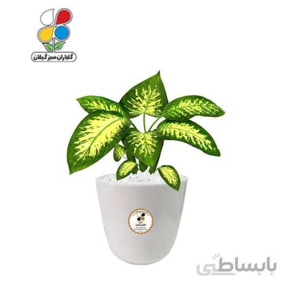 گیاه طبیعی دیفن باخیا بزرگ مدل GN13-15L
