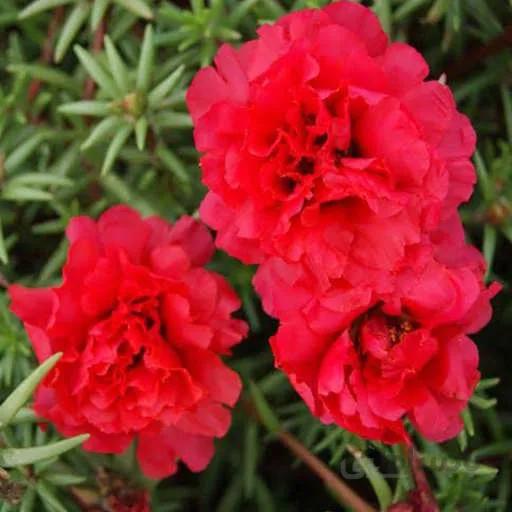 بذر گل ناز آفتابی قرمز