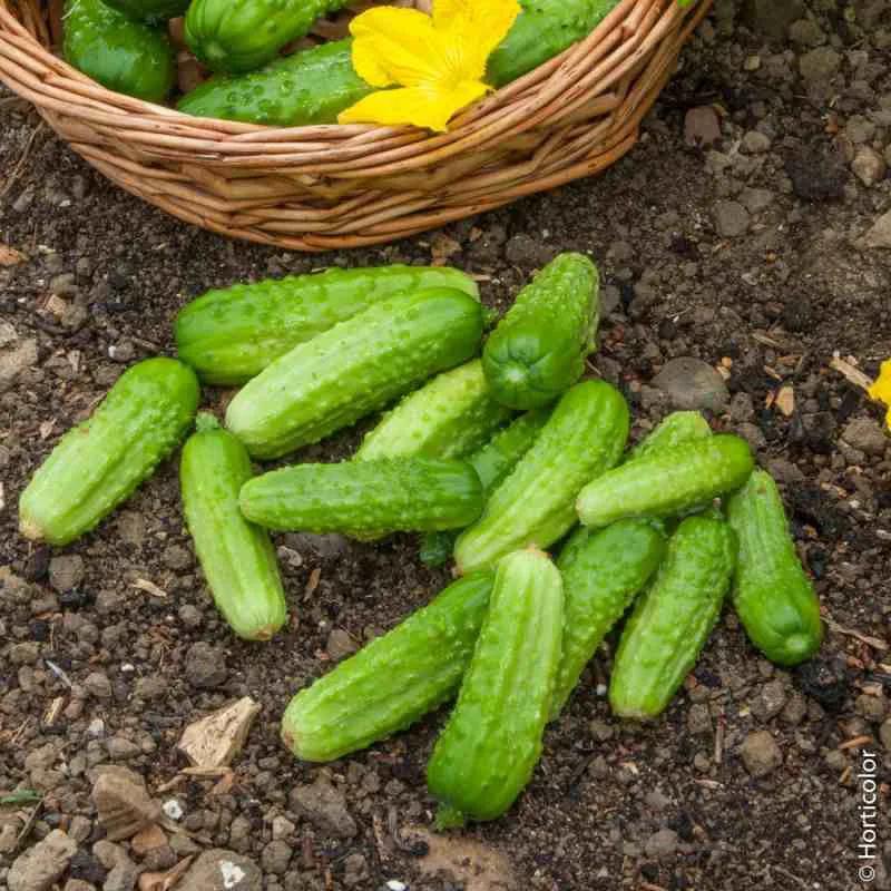 بذر اورجینال خیار مینیاتوری فرانسوی ( خیار شوری )