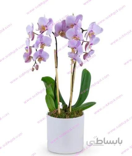 گل ارکیده دو شاخه ORK02