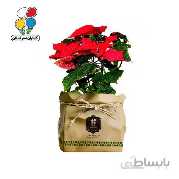 گیاه طبیعی بنت قنسول گلباران سبز گیلان مدل GN12-23K