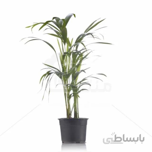 گیاه آپارتمانی اریکا ارتفاع 70 سانت