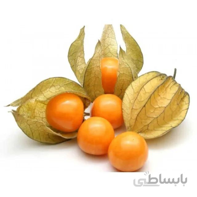 بذر فیسالیس نارنجی بسته ۱۰ عددی